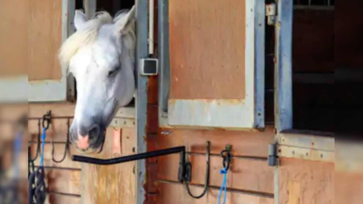 Horse Mistaken for Cow after Developing Vitiligo Following Overbreeding, Abandoned in England