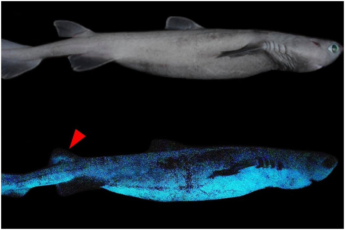 midnight zone sea creatures dwarf lantern shark