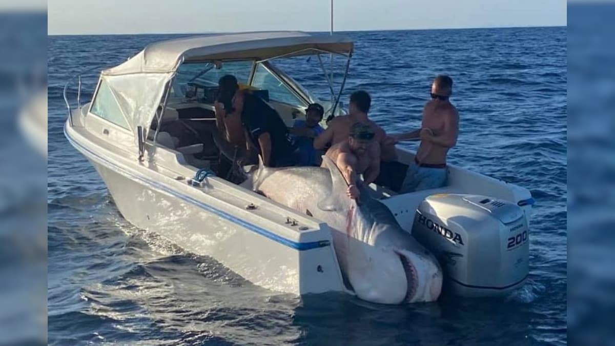 Australian Fishermen Catch 395 kg Tiger Shark During Competition Sparking Criticism, Controversy