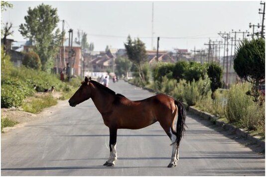 Maharashtra man wants to reach work on a horse  | Image for representation | Credit: Reuters