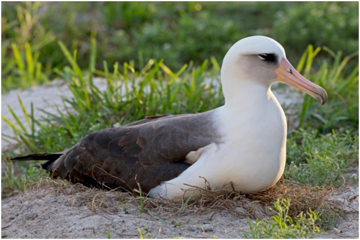 World’s Oldest Known Wild Bird Becomes A Mom For 40th Time At Age 70 ...