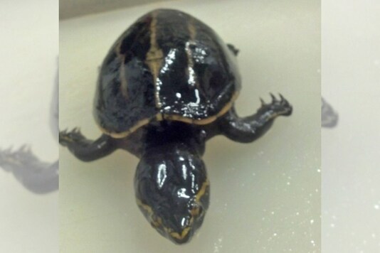 Photo: Facebook/FWC Fish and Wildlife Research Institute