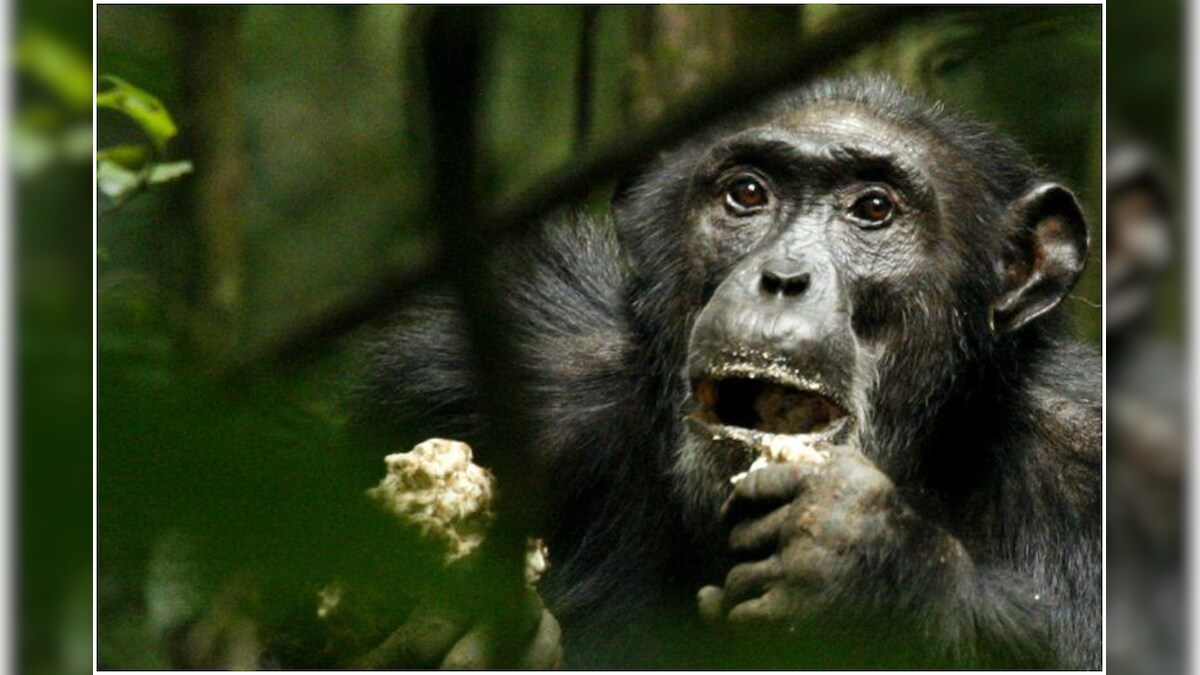 Chimpanzee Poop is Helping Prevent the Spread of Covid-19 Among Humans, Here’s How