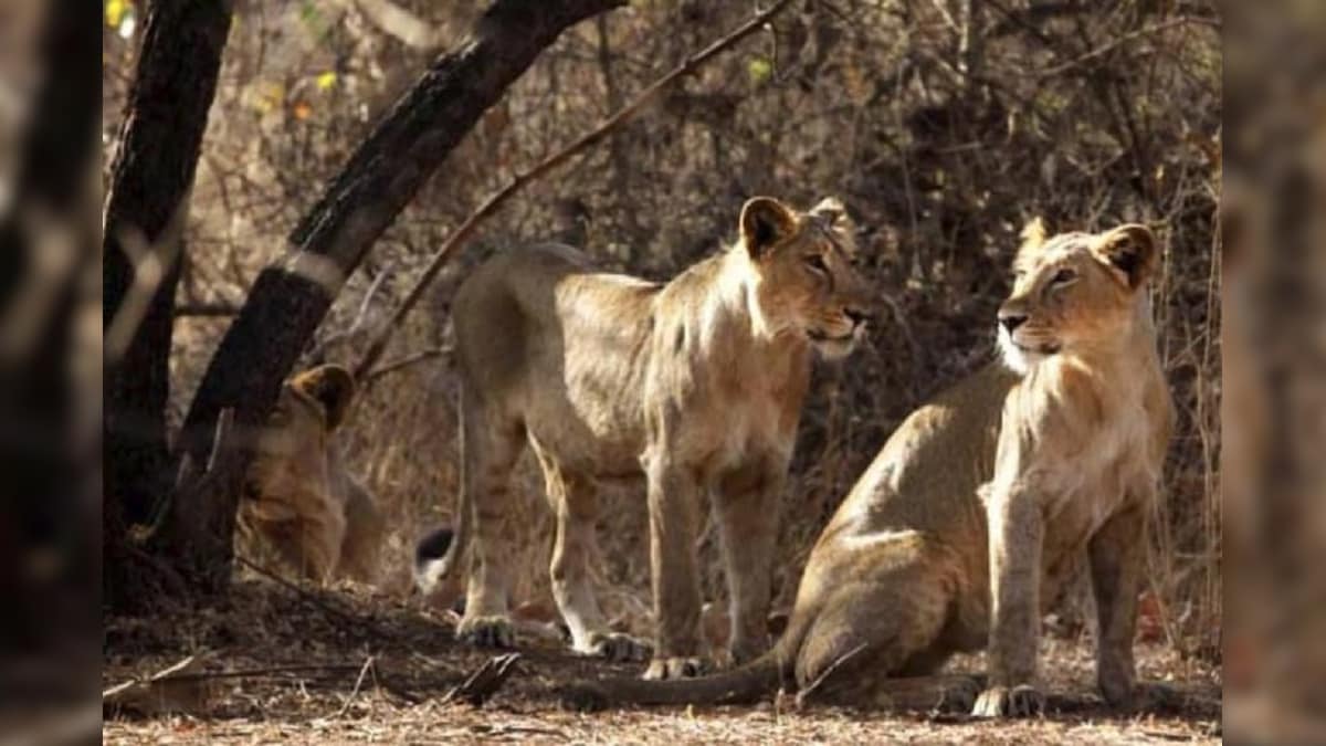 After Hyderabad, Two Lionesses at Etawah Safari Park in UP Test Positive for Covid-19