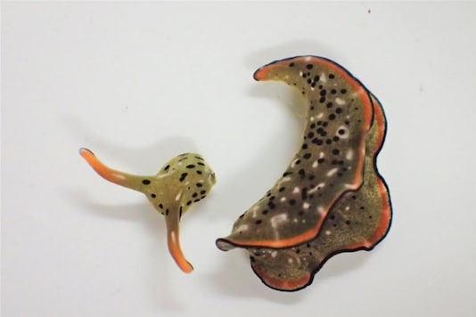 Head On? Scientists Discover Sea Slug Species That Grows Back Body