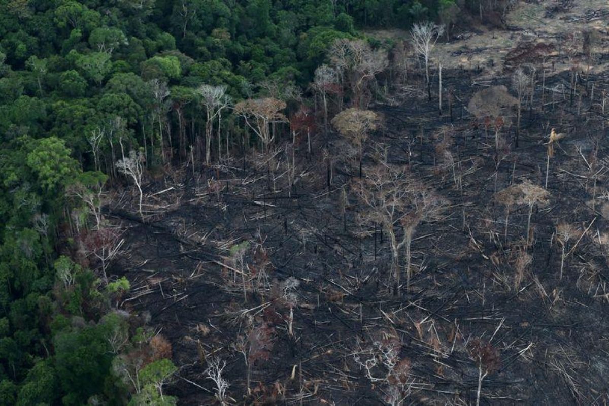 In Photos TwoThirds of the World's Tropical Rainforests Destroyed