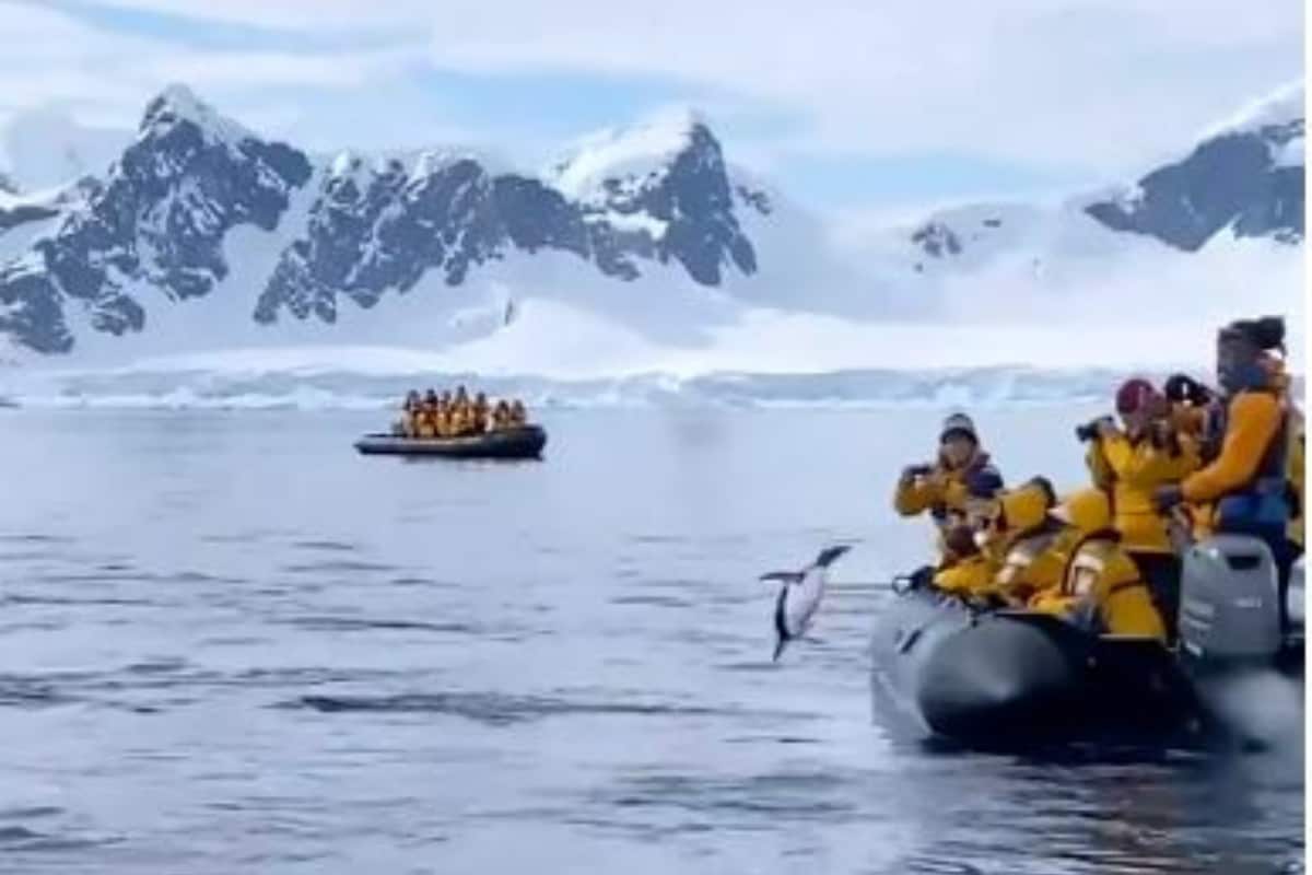 Penguin Escapes Killer Whales in Antarctica by Jumping onto Tourist Boat in Nick of Time