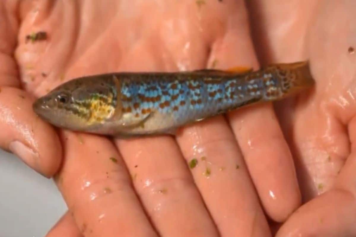zombie-fish-declared-extinct-over-20-years-ago-has-been-found-living-in-australian-lake