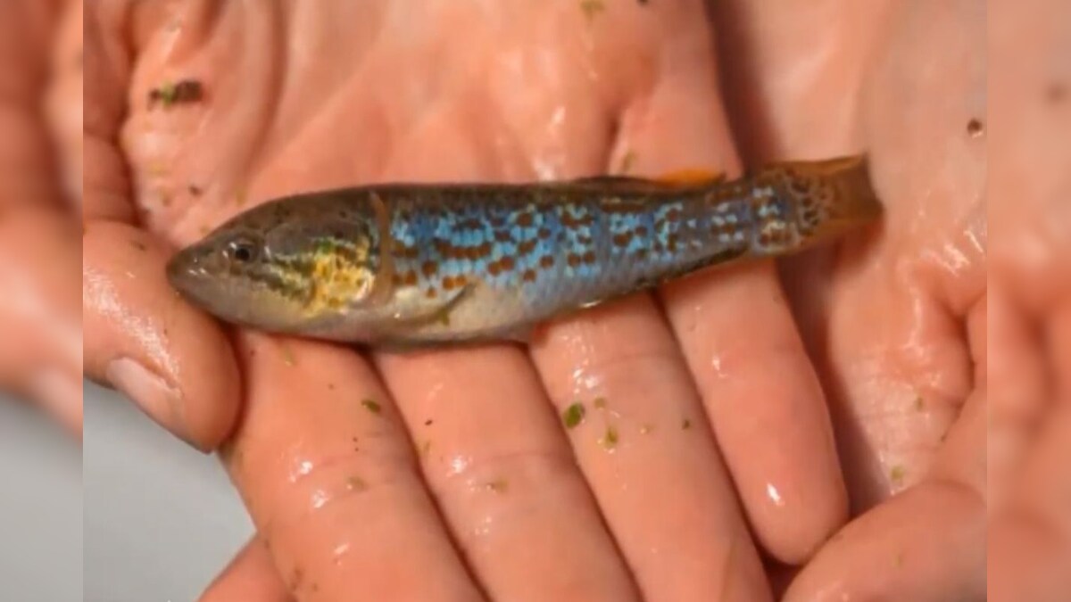 'Zombie Fish' Declared Extinct Over 20 Years Ago Has Been Found Living in Australian Lake