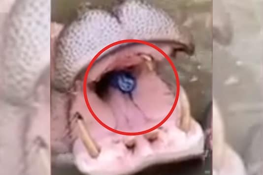 Woman Throws Plastic Bottle into Hippo's Mouth at Safari Park in Indonesia, Sparks Outrage