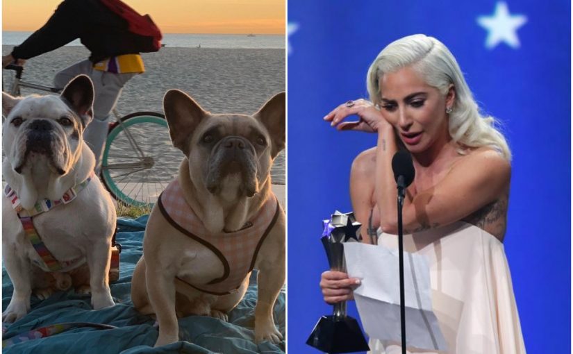Woman Who Found Lady Gaga S Kidnapped Dogs Still To Receive Her 500 000 Reward