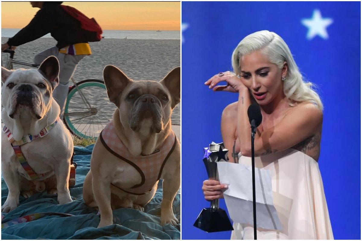 Lady Gaga will not have to pay $500,000 reward to woman tied to dognapping  of her French bulldogs, lady gaga