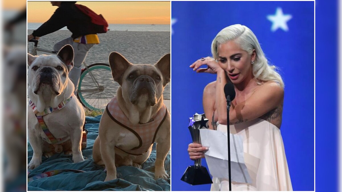 Woman Who Found Lady Gaga S Kidnapped Dogs Still To Receive Her 500 000 Reward
