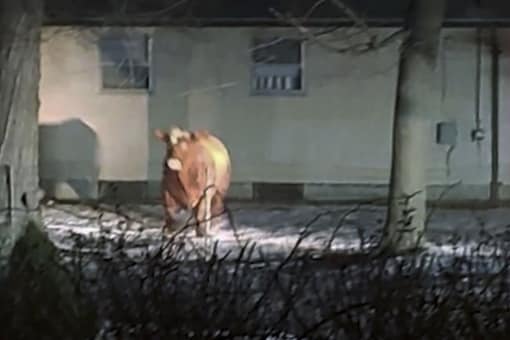 This February 2021 photo provided by Adam Seaberg shows a cow that escaped on Feb. 4, in Johnston, R.I., as it was being transported.  Credits: AP.
