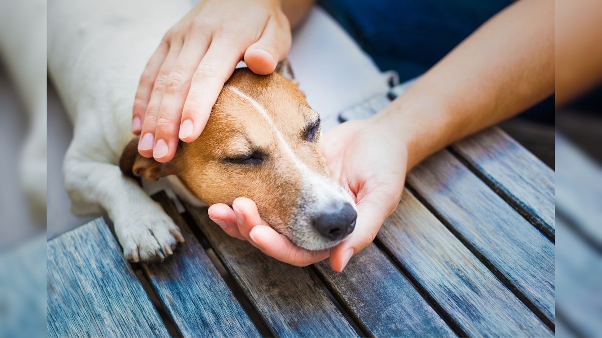 Dog Returned to Shelter Home for Not Matching the Colour of the Sofa at Adopter's Home