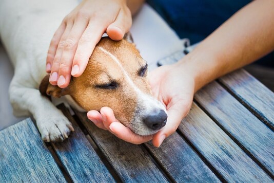 Dog Returned to Shelter Home for Not Matching the Colour of the Sofa at Adopter's Home