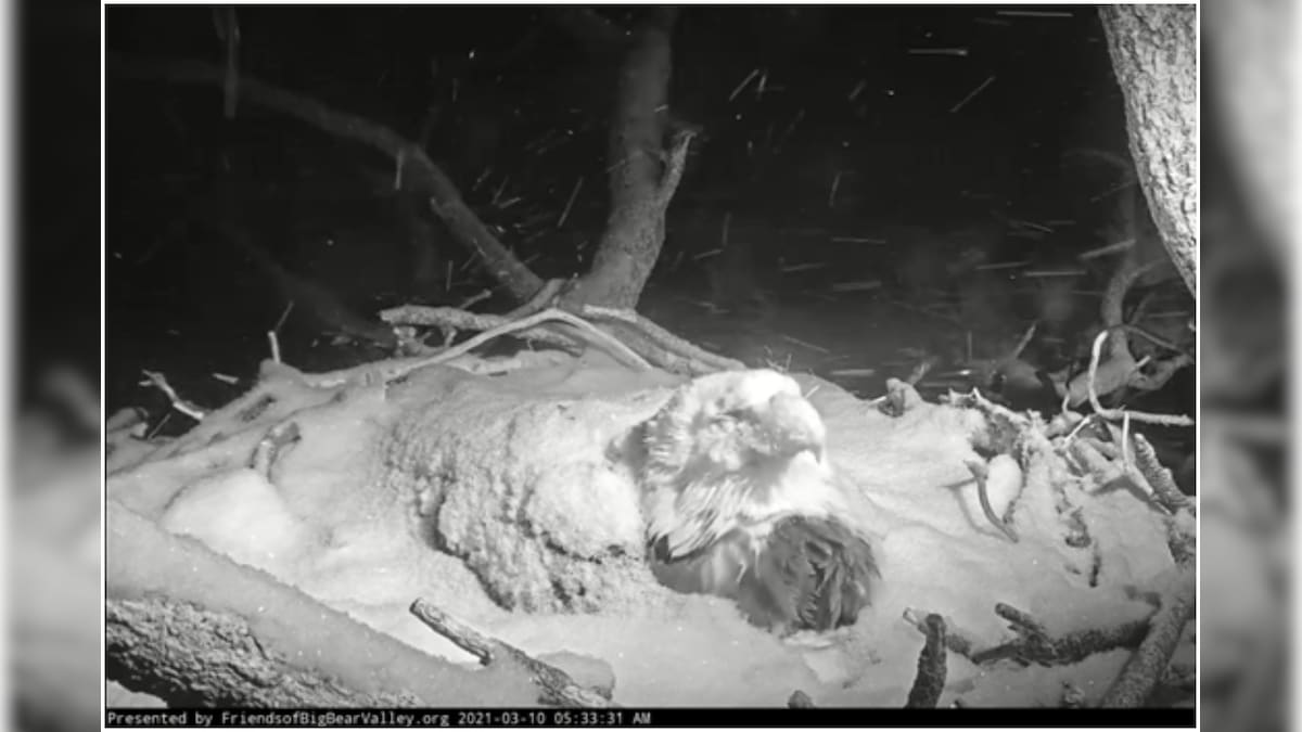 Mother Eagle Sits Through Snowstorm to Protect Her Eggs, Viral Photo Leaves Netizens Stunned