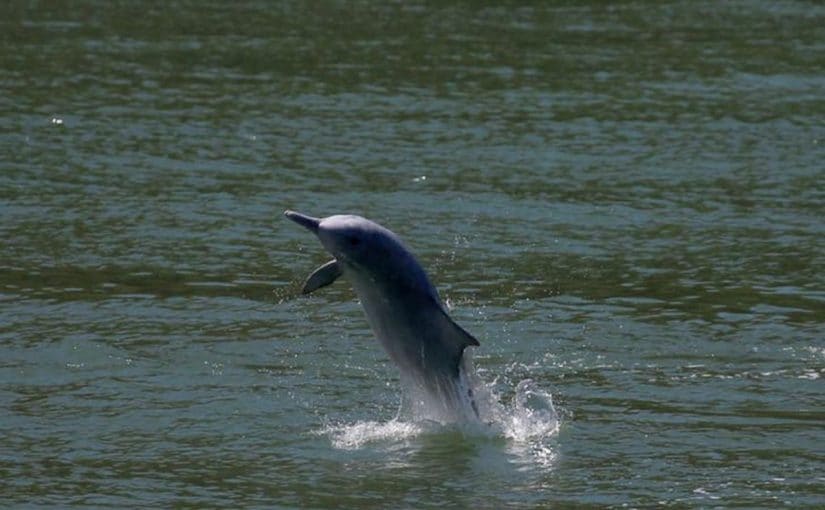 11 Gangetic Dolphins Found Dead since Jan 2021 – SANDRP