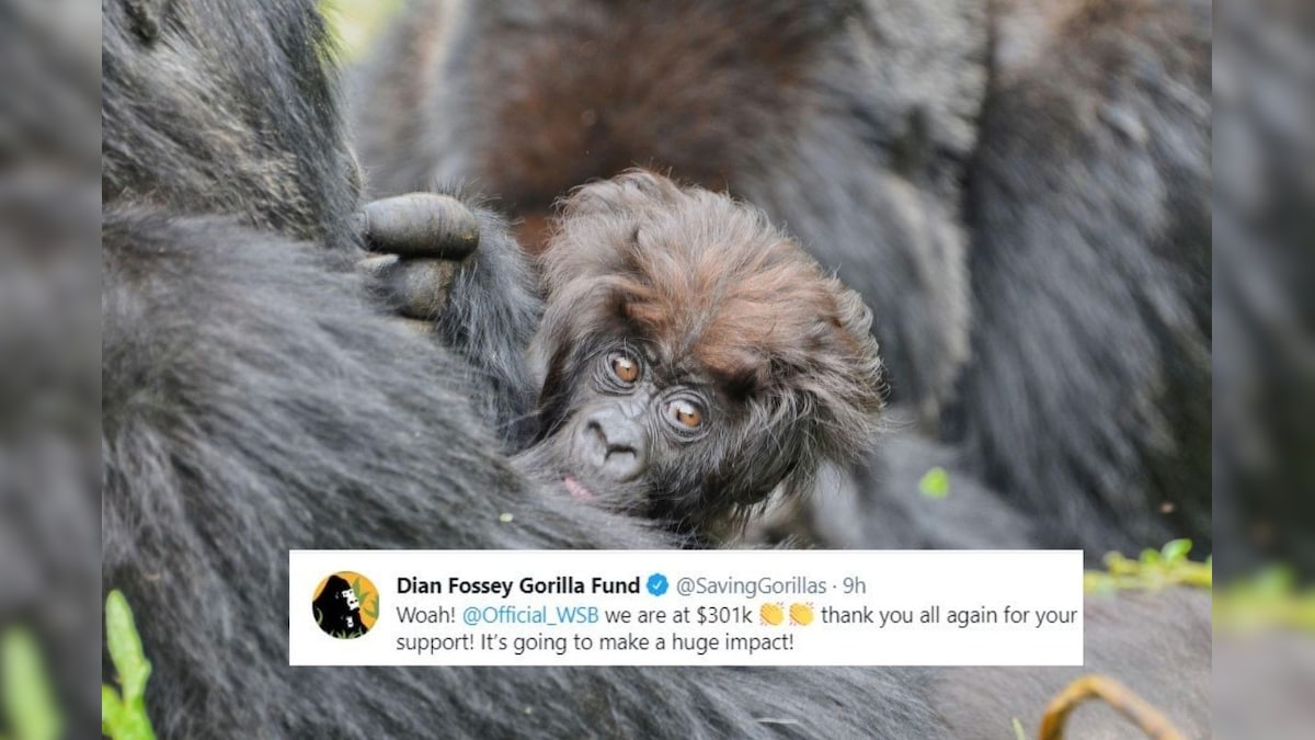 Reddit's WallStreetBets Community Just Donated $300,000 to a Gorilla Conservation Fund