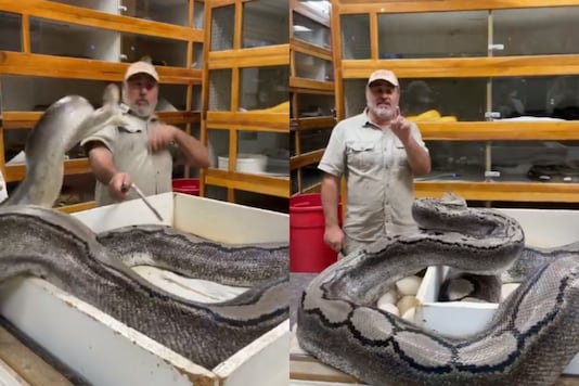 Watch California Zookeeper Has A Narrow Escape From Snake Attack In Spine Chilling Video