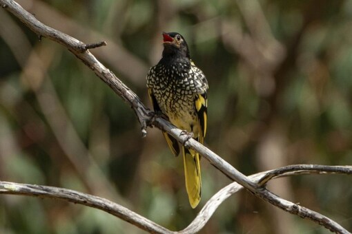 This 2016 photo provided by Murray Chambers shows a male regent honeyeater bird in Capertee Valley in New South Wales, Australia. The distinctive black and yellow birds were once common across Australia, but habitat loss since the 1950s has shrunk their population to only about 300 wild birds today. Credits: AP.