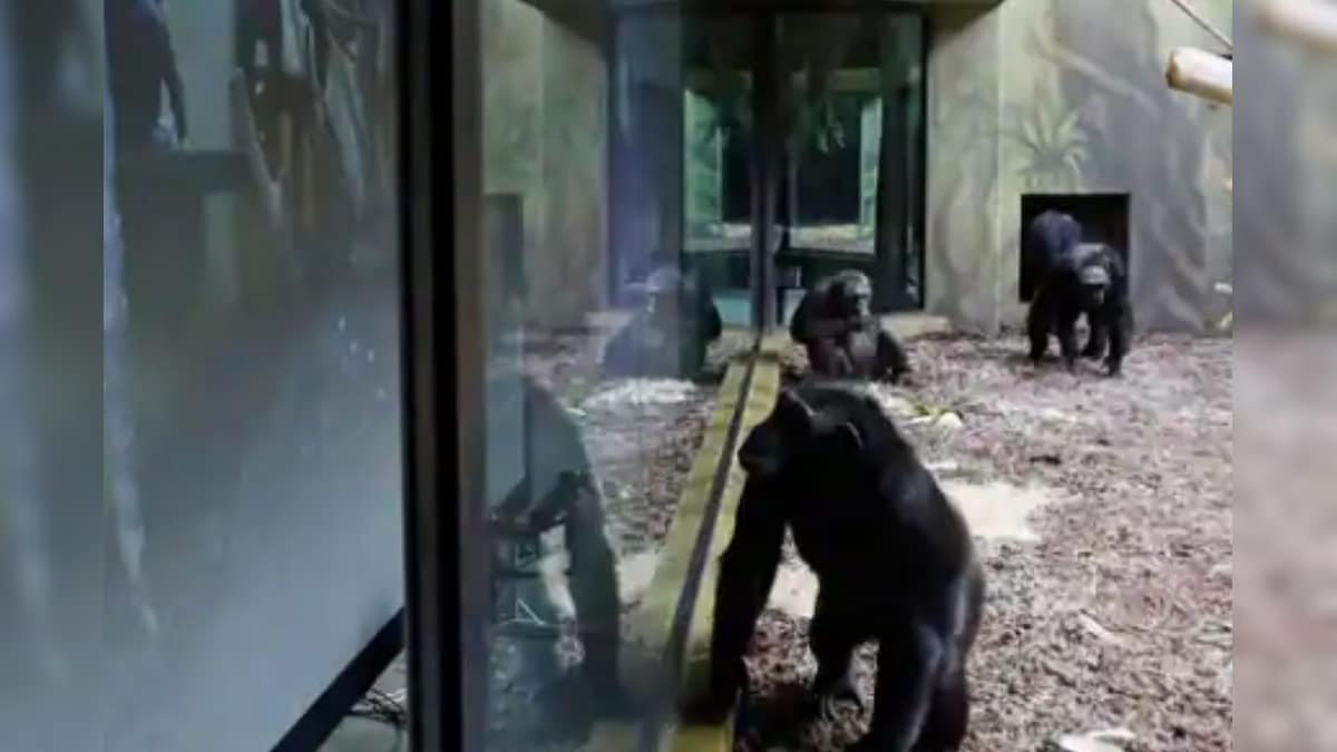 Czech Zoo Is Making Chimpanzees Video Call Their Fellow Primates to Overcome Boredom