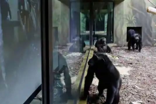 Czech Zoo Is Making Chimpanzees Video Call Their Fellow Primates to Overcome Boredom