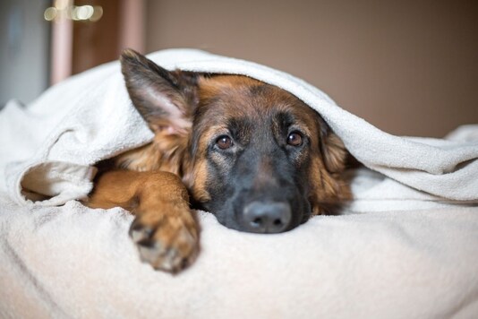 German shepherd | Image for representation 
