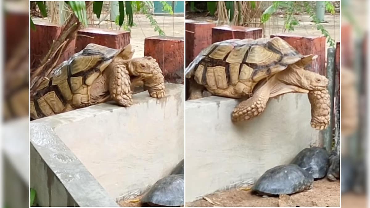 Giant Tortoise Mom Gets Stuck After Climbing Wall to Get to Her Babies in Malaysia, Watch Viral Video