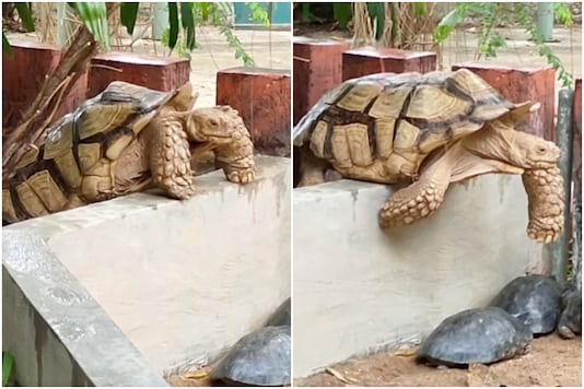 Giant Tortoise Mom Gets Stuck After Climbing Wall to Get to Her Babies in Malaysia, Watch Viral Video