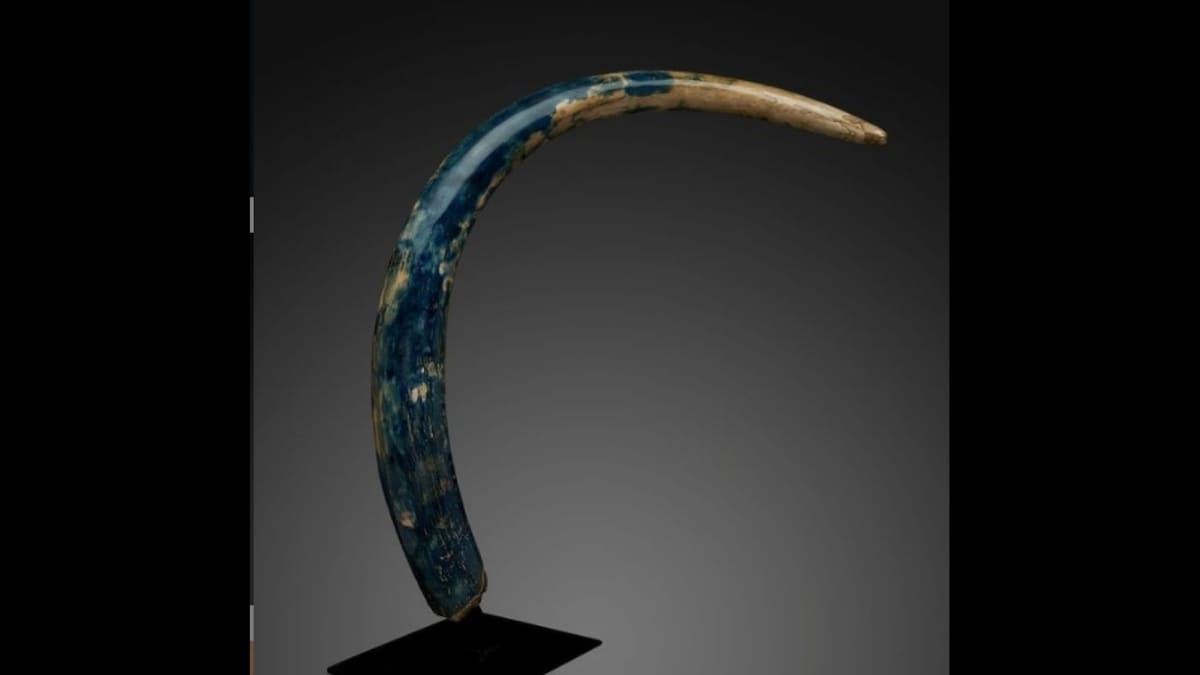 Stunning Rare Blue Mammoth Tusk, Ancient Mosasaur Fossil Up For Grabs at US Auction House