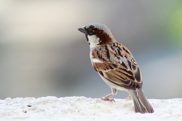 World Sparrow Day 2021: Know the History, Theme and Significance of the ...