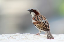 World Sparrow Day 2021: Know the History, Theme and Significance of the Day