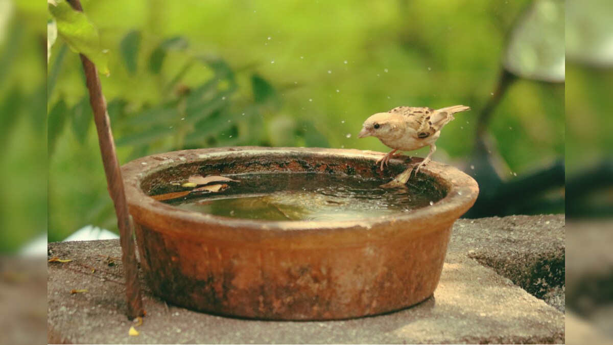 World Sparrow Day 2021: Here's is How You Can Save Little Birds From Going Extinct