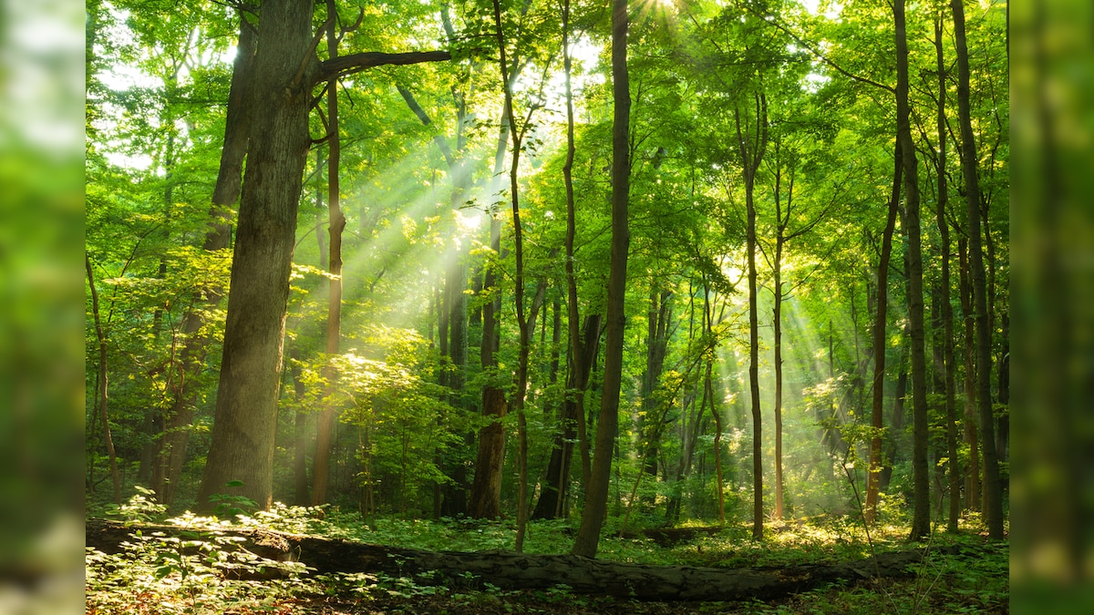 Wayanad Teacher Walks 7 km Through Dense Forest to Teach Students in Tribal Hamlet