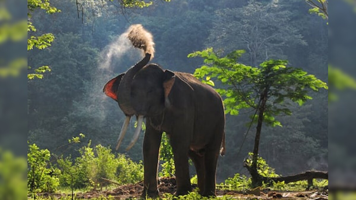 WATCH: Father, 2-Year-old Daughter Escape Charging Elephant After