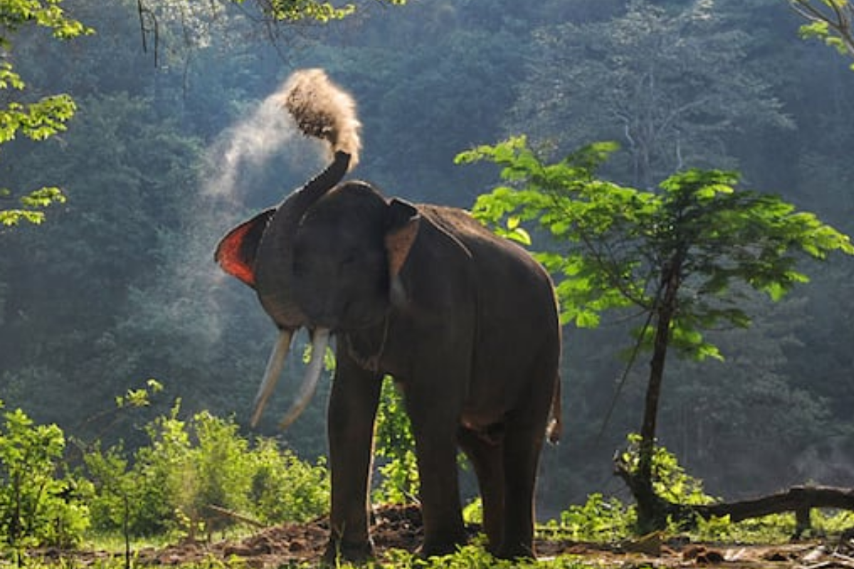 WATCH: Father, 2-Year-old Daughter Escape Charging Elephant After