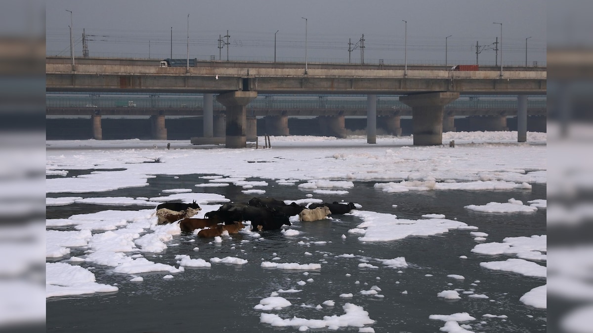 World Water Day: Yamuna In Delhi Gets No Fresh Water Except During Monsoon