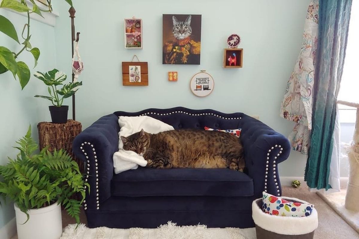 Интерьер гостиной кошка на диване