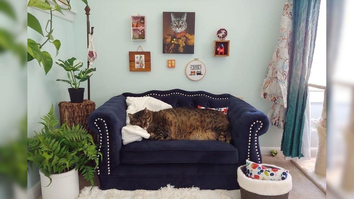 This Pet Cat's Own Living Room and 'Fur-niture' Are Making Netizens Envious