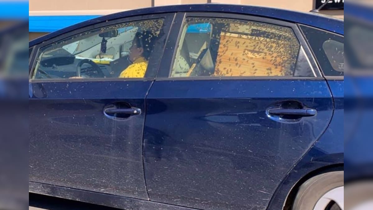 Bizarre! Woman in US Drives Car with Hundreds of Bees Swarming inside ...