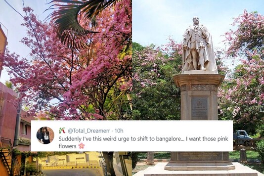 Bengaluru residents shared photos of pink flowers blooming all over the city on social media. (Credit: twitter)