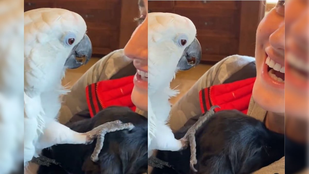 WATCH: This White Parrot Saying 'I Love You' to Puppy Will Melt Your Heart