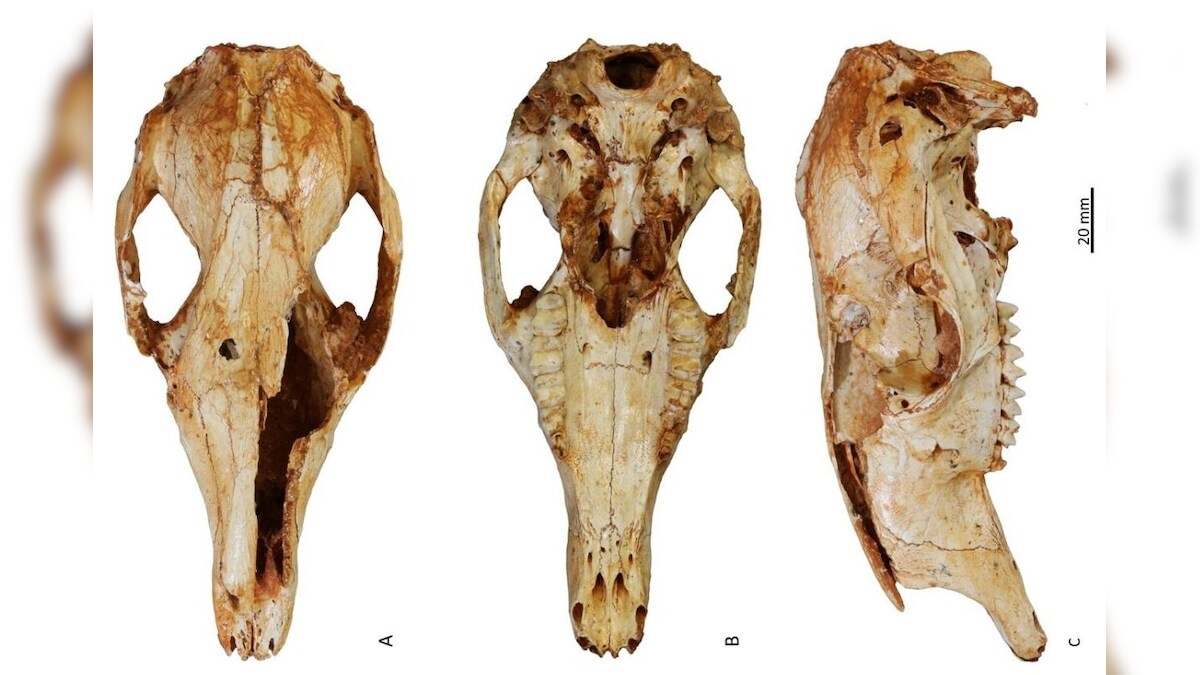 Scientists Find Three Perfectly Preserved Fossils of 'Tree Climbing Kangaroo' In Australia