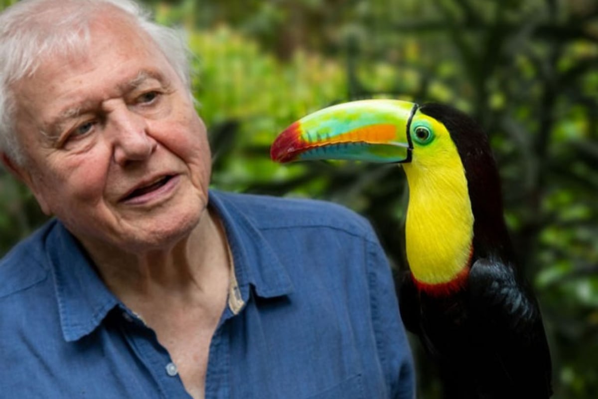 Photo of Netflix lanzará el tráiler de ‘Life in Color’ con David Attenborough antes del Día de la Tierra