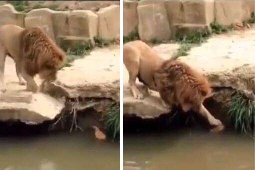 Lion Lovingly Pats, Plays with Duck; Viral Video is Melting Hearts Online Lion Lovingly Pats, Plays with Duck; Viral Video is Melting Hearts Online