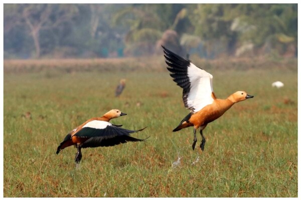 Once Infamous For Poaching, An Odisha Village Is Leading Example of Bird Conservation 4