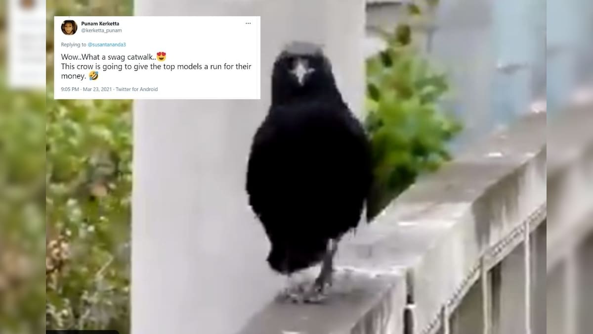 Moira Rose, is That You? Crow Nailing the 'Catwalk' is Internet’s Favourite Showstopper