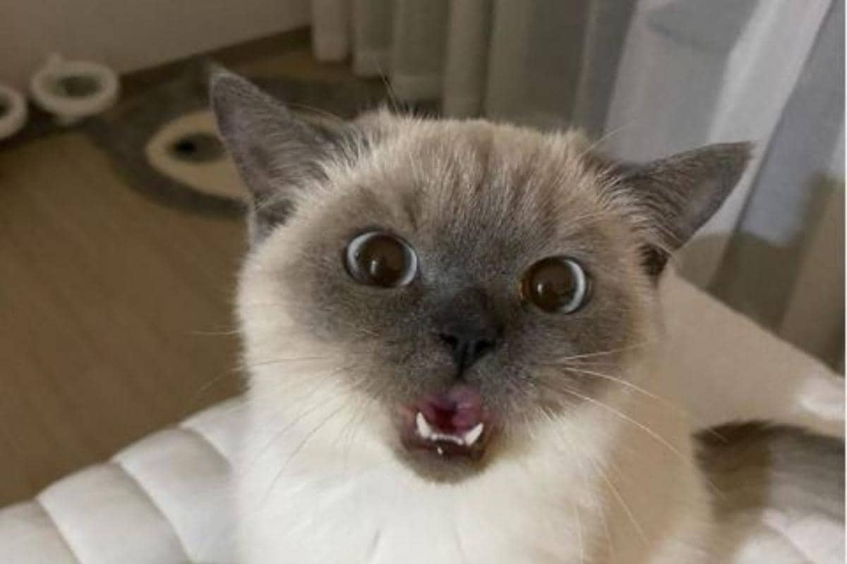 Ns.Introducing the latest internet sensation: a viral cat that that ...