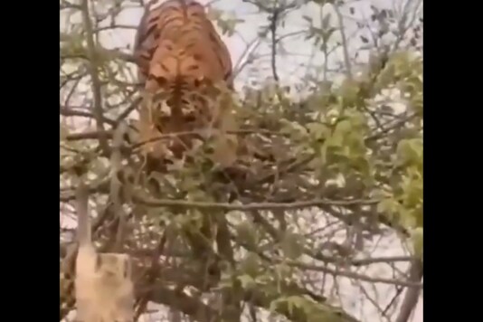 The video is from four years back and went viral in 2016. The incident had been reported from Jim Corbett Park. (Credit: 
Praveen Angusamy, IFS/Twuitter)